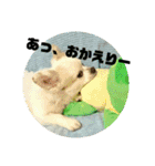 愛息子チロル（個別スタンプ：25）