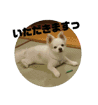 愛息子チロル（個別スタンプ：27）