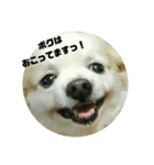 愛息子チロル（個別スタンプ：28）