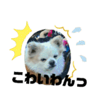 愛息子チロル（個別スタンプ：37）