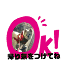 愛息子チロル（個別スタンプ：38）