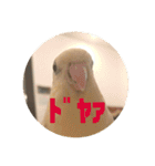 サザナミ部屋の仲間たち その2（個別スタンプ：2）