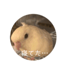 サザナミ部屋の仲間たち その2（個別スタンプ：3）