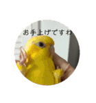 サザナミ部屋の仲間たち その2（個別スタンプ：5）