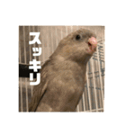 サザナミ部屋の仲間たち その2（個別スタンプ：7）