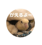 サザナミ部屋の仲間たち その2（個別スタンプ：12）
