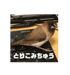 サザナミ部屋の仲間たち その2（個別スタンプ：14）