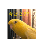 サザナミ部屋の仲間たち その2（個別スタンプ：19）