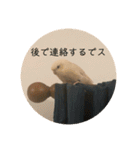 サザナミ部屋の仲間たち その2（個別スタンプ：22）