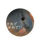 サザナミ部屋の仲間たち その2（個別スタンプ：24）