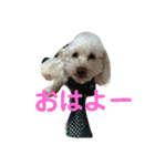 トイプードルのモモちゃんです（個別スタンプ：1）