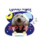 トイプードルのモモちゃんです（個別スタンプ：2）