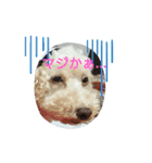トイプードルのモモちゃんです（個別スタンプ：4）