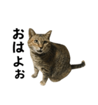 我が家の愛猫みぃちゃん（個別スタンプ：1）