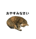 我が家の愛猫みぃちゃん（個別スタンプ：2）