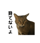 我が家の愛猫みぃちゃん（個別スタンプ：3）