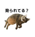 我が家の愛猫みぃちゃん（個別スタンプ：4）