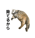 我が家の愛猫みぃちゃん（個別スタンプ：5）