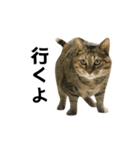 我が家の愛猫みぃちゃん（個別スタンプ：7）