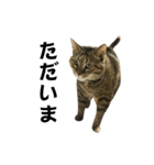 我が家の愛猫みぃちゃん（個別スタンプ：8）