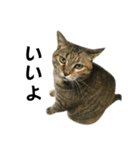 我が家の愛猫みぃちゃん（個別スタンプ：10）