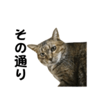 我が家の愛猫みぃちゃん（個別スタンプ：11）