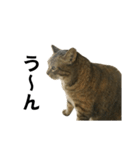 我が家の愛猫みぃちゃん（個別スタンプ：12）