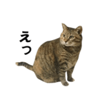 我が家の愛猫みぃちゃん（個別スタンプ：13）