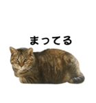 我が家の愛猫みぃちゃん（個別スタンプ：14）