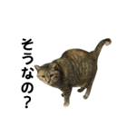 我が家の愛猫みぃちゃん（個別スタンプ：15）