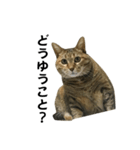 我が家の愛猫みぃちゃん（個別スタンプ：16）