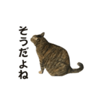 我が家の愛猫みぃちゃん（個別スタンプ：17）