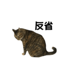 我が家の愛猫みぃちゃん（個別スタンプ：18）