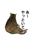 我が家の愛猫みぃちゃん（個別スタンプ：19）
