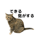我が家の愛猫みぃちゃん（個別スタンプ：20）
