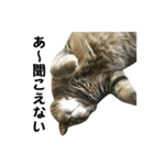我が家の愛猫みぃちゃん（個別スタンプ：21）