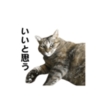 我が家の愛猫みぃちゃん（個別スタンプ：22）
