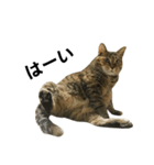 我が家の愛猫みぃちゃん（個別スタンプ：23）