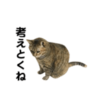 我が家の愛猫みぃちゃん（個別スタンプ：24）