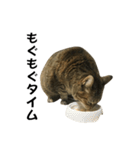 我が家の愛猫みぃちゃん（個別スタンプ：25）