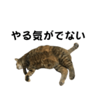 我が家の愛猫みぃちゃん（個別スタンプ：26）