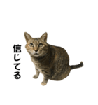 我が家の愛猫みぃちゃん（個別スタンプ：27）