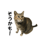 我が家の愛猫みぃちゃん（個別スタンプ：28）