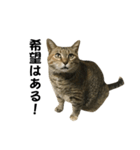 我が家の愛猫みぃちゃん（個別スタンプ：29）