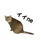 我が家の愛猫みぃちゃん（個別スタンプ：30）