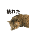 我が家の愛猫みぃちゃん（個別スタンプ：31）