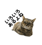 我が家の愛猫みぃちゃん（個別スタンプ：32）