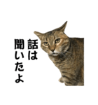 我が家の愛猫みぃちゃん（個別スタンプ：35）