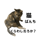 我が家の愛猫みぃちゃん（個別スタンプ：36）