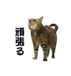 我が家の愛猫みぃちゃん（個別スタンプ：37）